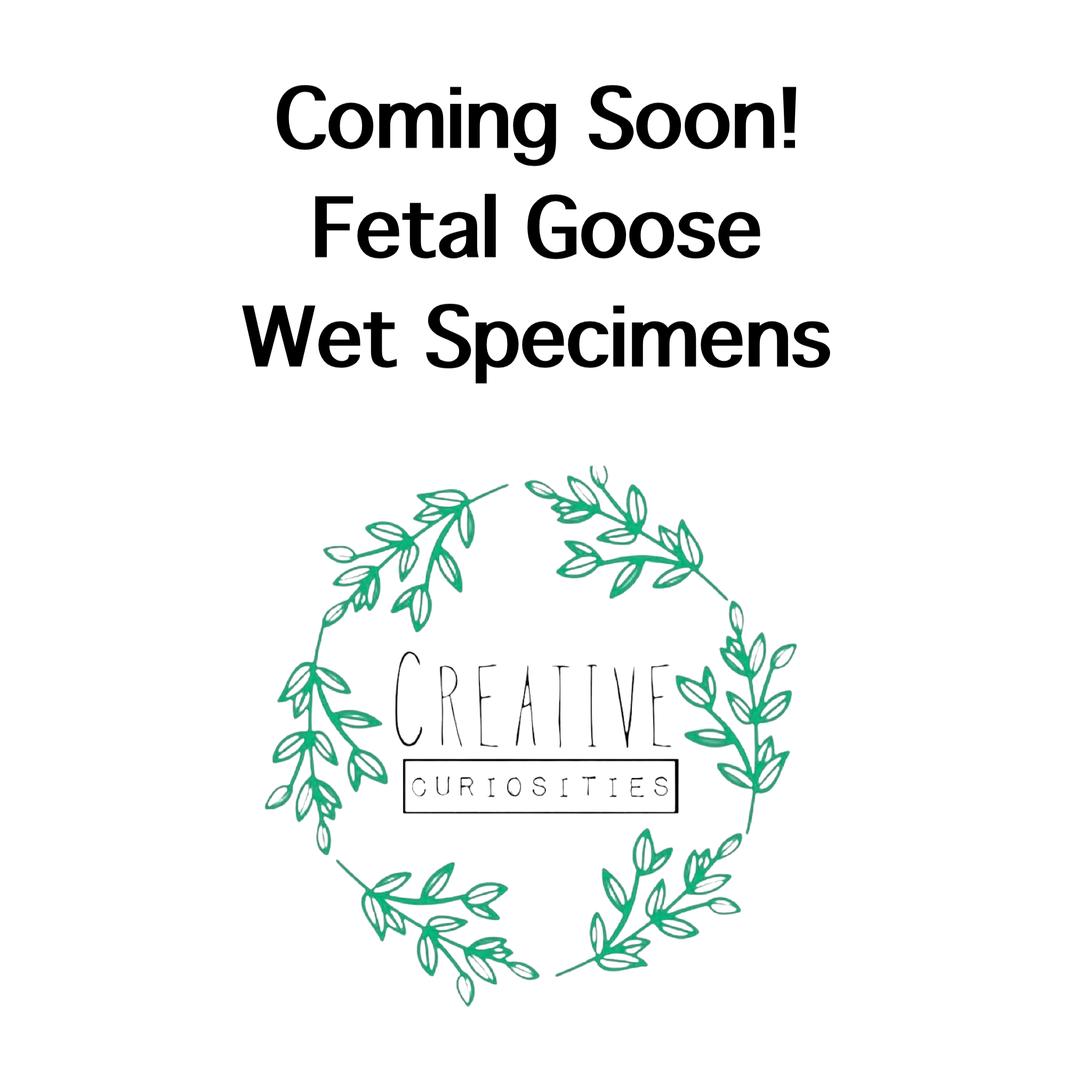 Baby Goose Wet Specimens