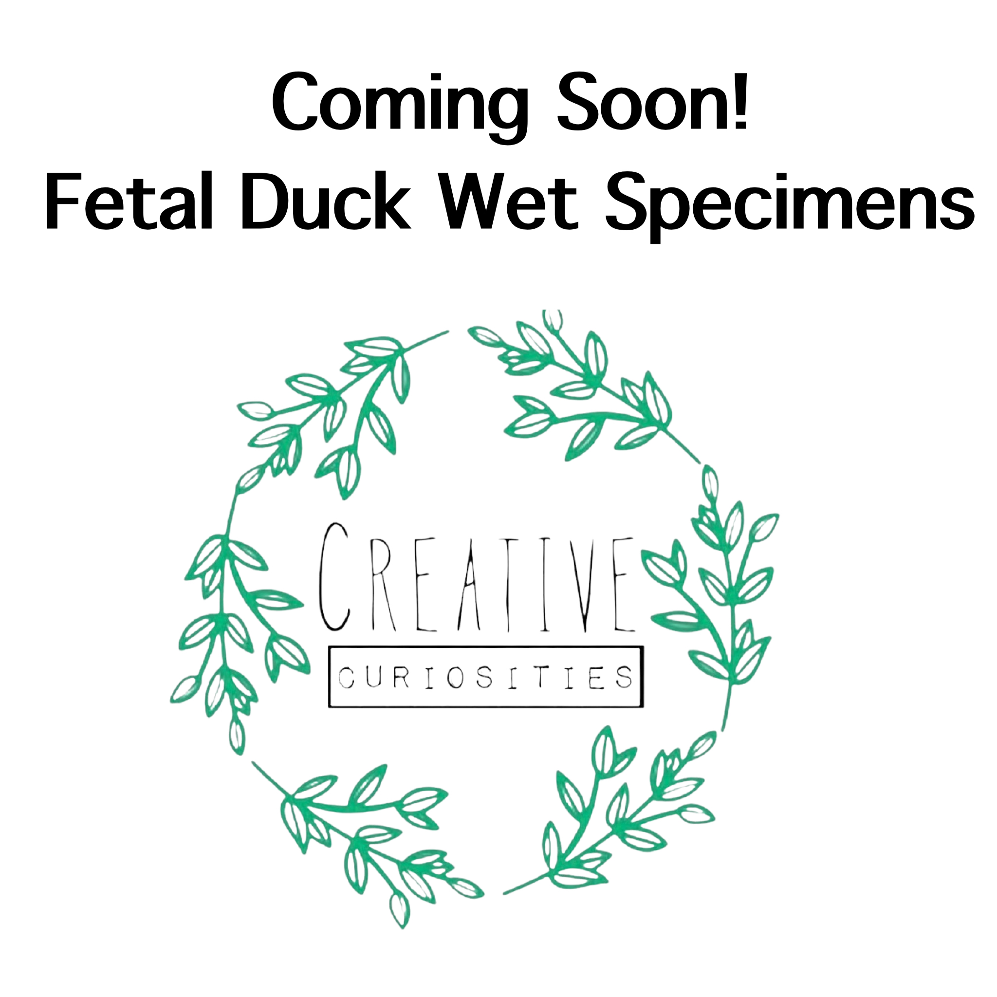 Fetal Duck Wet Specimens