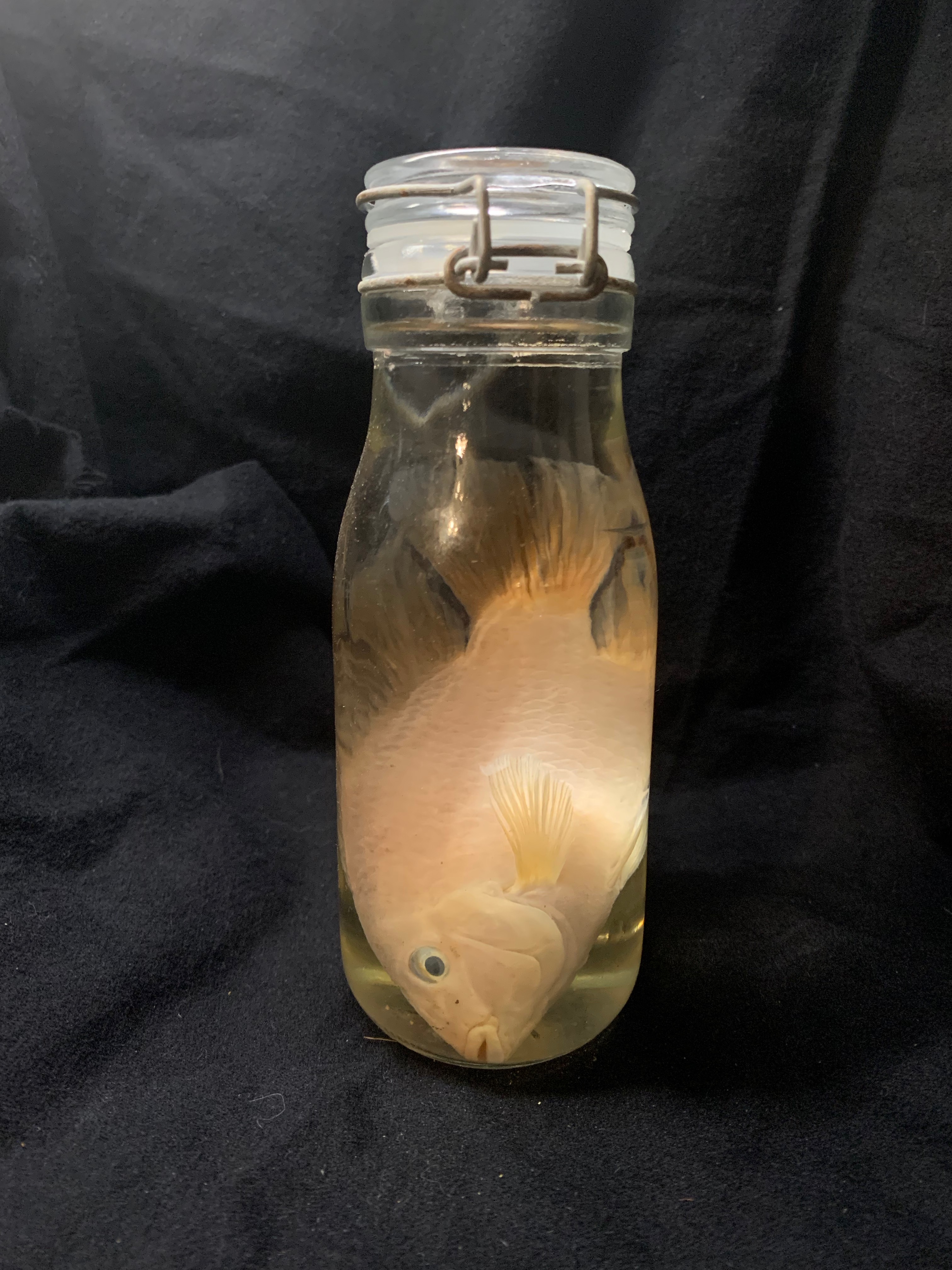 Large Convict Cichlid Fish Wet Specimen